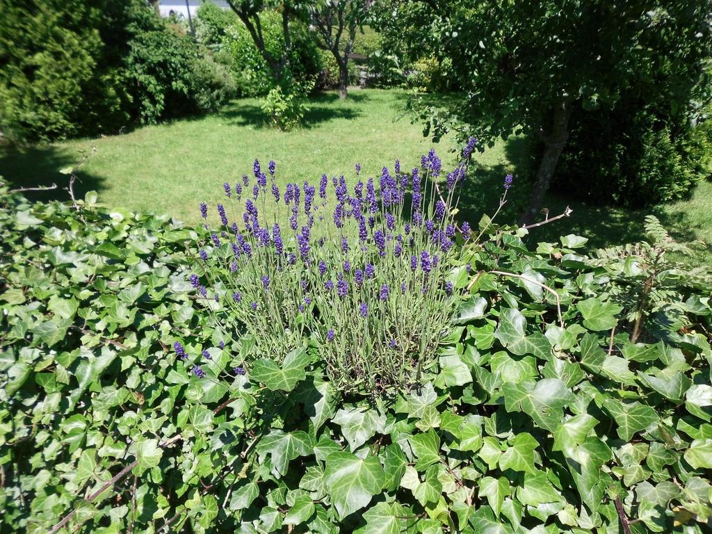 Apartment In Langewiese Sauerland With Garden Winterberg Eksteriør bilde